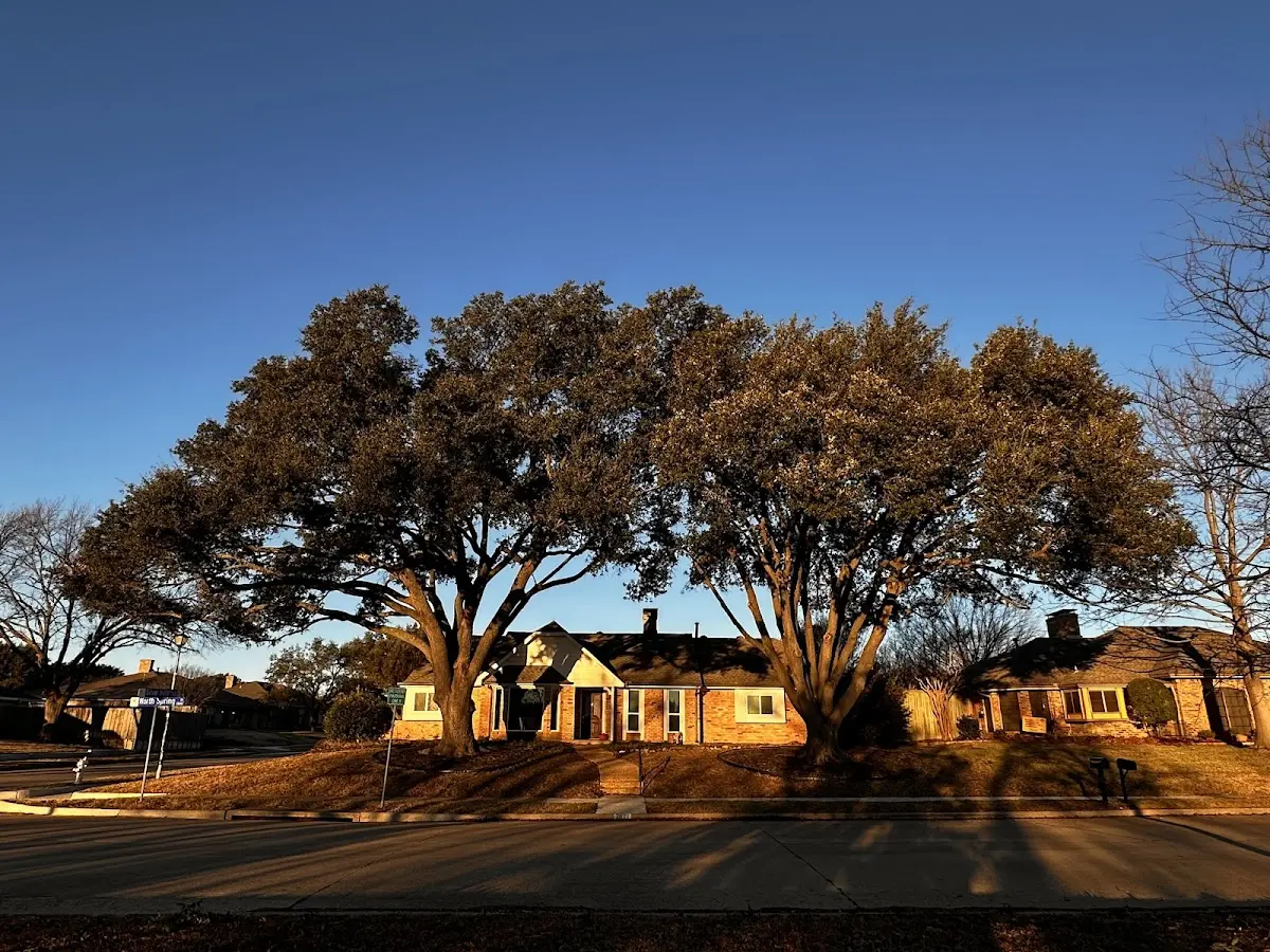 Established residential canopy tree shading a home in Bethel